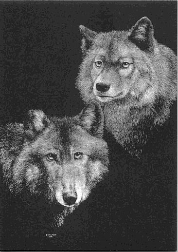 The Montanas (Joe & Tenino) - Gray Wolves by Diane Versteeg